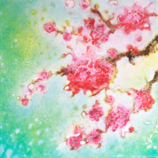 Blossom (Spring Light) 