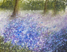 Bluebell Woods