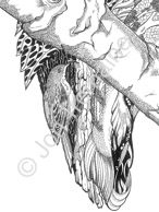 The Kingfisher - detail / Available as Limited Edition prints, Open Edition prints (smaller) or canvas prints