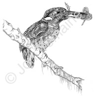 The Kingfisher / Available as Limited Edition prints, Open Edition prints (smaller) or canvas prints