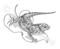 The Lizard / Available as Limited Edition prints, Open Edition prints (smaller) or canvas prints