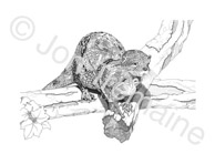 The Otter / Available as Limited Edition prints, Open Edition prints (smaller) or canvas prints