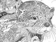 The Otter - detail of head / Available as Limited Edition prints, Open Edition prints (smaller) or canvas prints