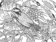 The Otter - detail / Available as Limited Edition prints, Open Edition prints (smaller) or canvas prints