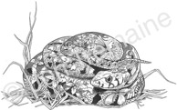 The Snake / Available as Limited Edition prints, Open Edition prints (smaller) or canvas prints