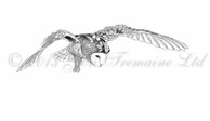 Barn Owl