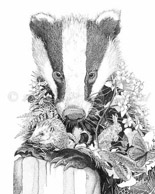 Badger